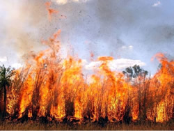 Emergency warning for summer grass fires