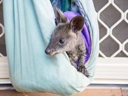 Wallaby bounces back after local care