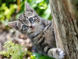 CSIRO smart collar to track down pets