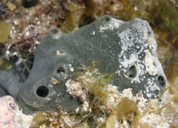 UQ scientists finds sponges almost human