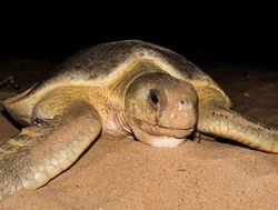 Mon Repos turtles return to the bells