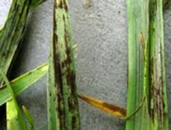 Pests present double threat to wheat crops