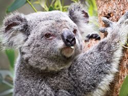 Indigenous knowledge on show at zoo