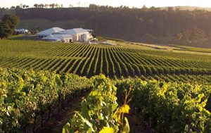 Outstanding cool-climate wines from Tasmania