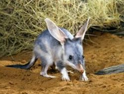 Endangered bilbies bouncing back