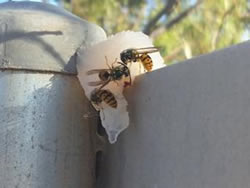 DPIRD has sting for European wasps