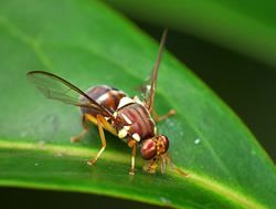 Sterility called in to eradicate Qfly