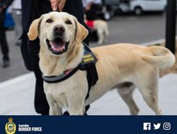 Detector dogs sniff at COVID-19