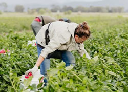 Jobseekers urged to head for the farm