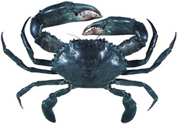 Fishers drawn in for mud crab survey