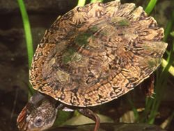 Scientists shell out turtle’s new history