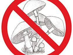 Deadly mushrooms sprout health warning