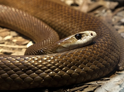 Ambulance puts bite into snake danger