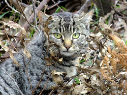 New parks to pounce on feral cats and foxes