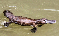 Plan for platypus to duck extinction