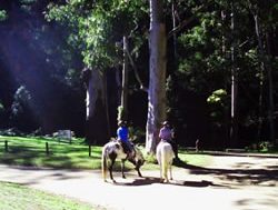 Horses to trial riding tracks