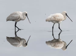 World Wetlands Day sails in next week