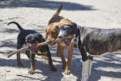 More green spaces going to the dogs