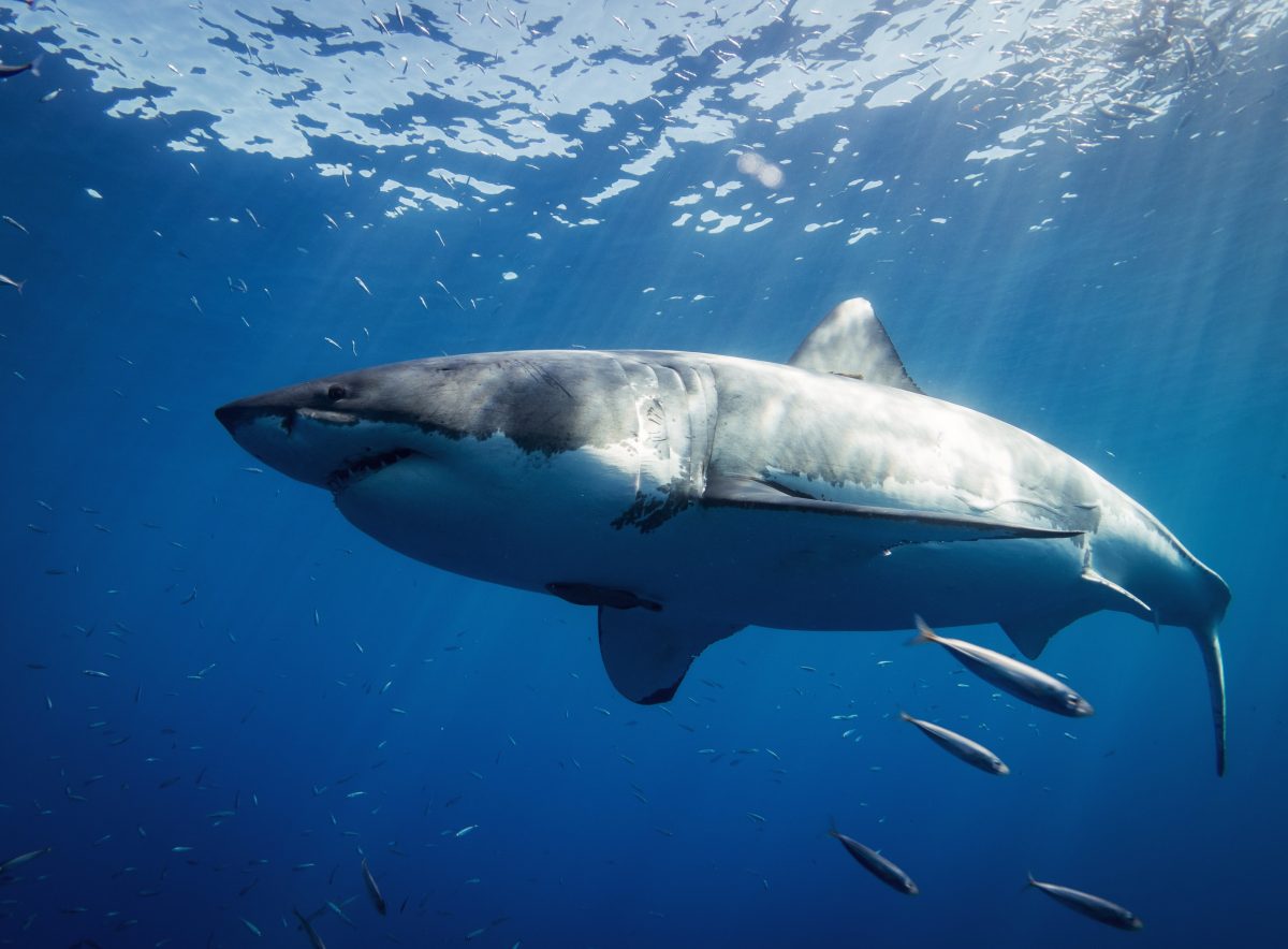 A great white shark swims in clear waters.
