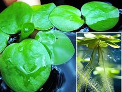 Frogbit leaps onto pest plant list