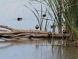 New care for waterways to make a splash