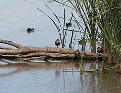 New care for waterways to make a splash