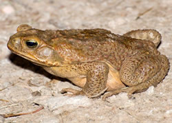 Cane Toads found hopping across border