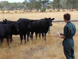 DPIRD’s new networks for healthy livestock