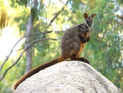 Territory’s emblems to avoid extinction