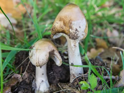 Death Cap mushrooms making headway