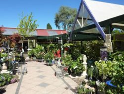 Free plant scheme grows again at Yarralumla