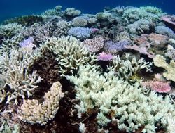 How computer vision can protect coral reefs