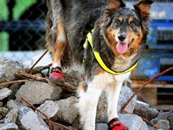 USAR dogs take a bite of QFERS training