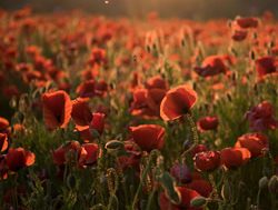Anzac Day a two-up for Canberra
