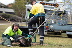 Public involvement in city’s urban forest
