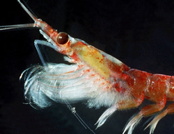 Antarctic scientists in for the krill