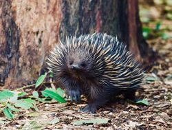 Dig this: How can echidnas help save the planet?