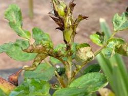 Chilli pest controlling gardens