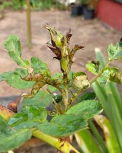 Chilli pest controlling gardens