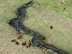 Victoria’s horse plan judged a winner