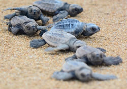 QPWS program keeps turtles alive