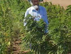 DPIRD has high hopes for hemp’s potential