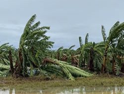 Land rent relief for cyclone victims