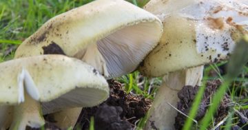 Deadly mushrooms sprout a warning