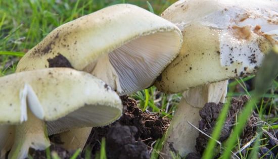 Deadly mushrooms sprout a warning