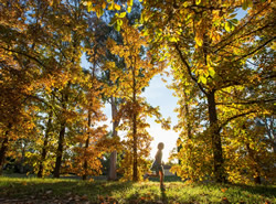 Autumn leaves add colour to the city