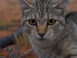 AI to protect wildlife: When one feral cat just isn’t another feral cat