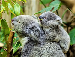 Koalas chew over improved disease centre