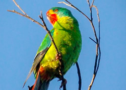 Migrating parrot swoops into city