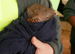 Cooma inmates make wombats fighting fit